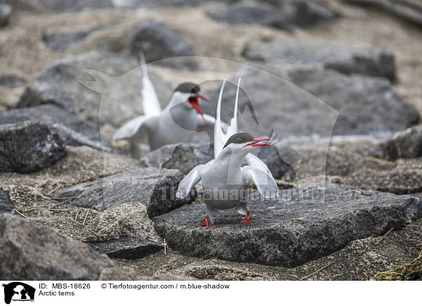 Arctic terns / MBS-18626