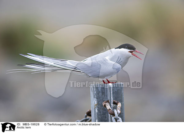 Arctic tern / MBS-18628