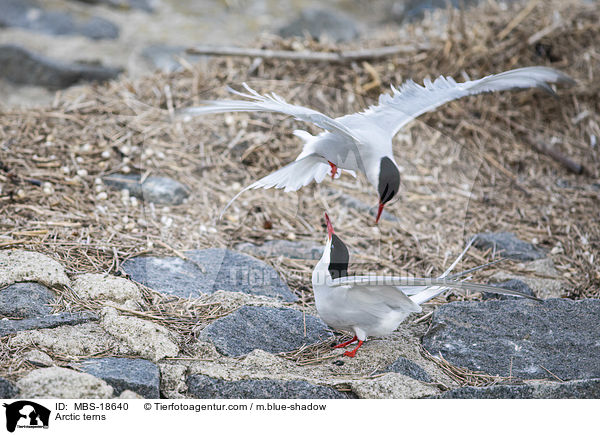 Arctic terns / MBS-18640