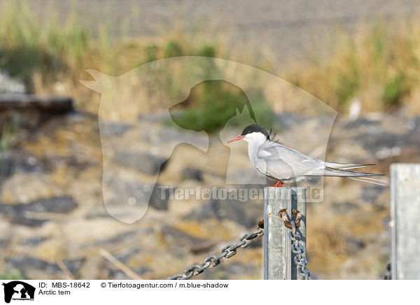 Arctic tern / MBS-18642