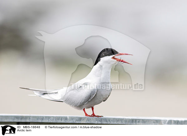 Arctic tern / MBS-18648