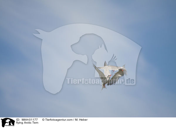 fliegende Kstenseeschwalbe / flying Arctic Tern / MAH-01177