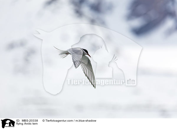 flying Arctic tern / MBS-20338