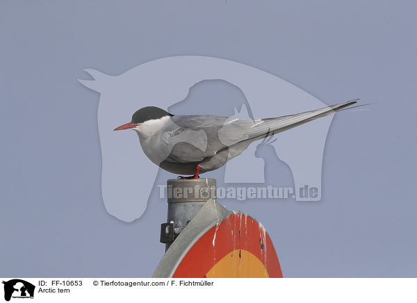 Arctic tern / FF-10653