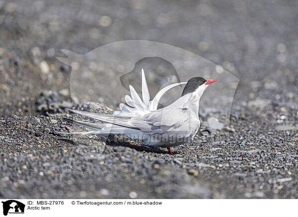 Arctic tern / MBS-27976
