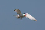 Arctic tern