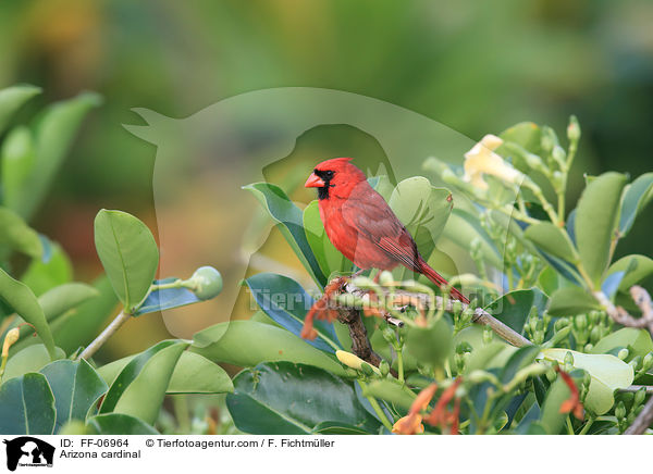 Arizona cardinal / FF-06964