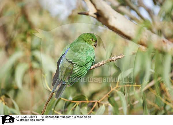Australischer Knigssittich / Australian king parrot / DMS-08951