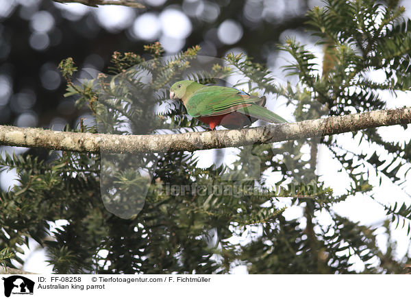 Australischer Knigssittich / Australian king parrot / FF-08258