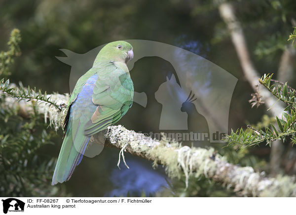 Australischer Knigssittich / Australian king parrot / FF-08267