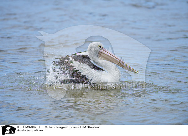 Australian pelican / DMS-08987