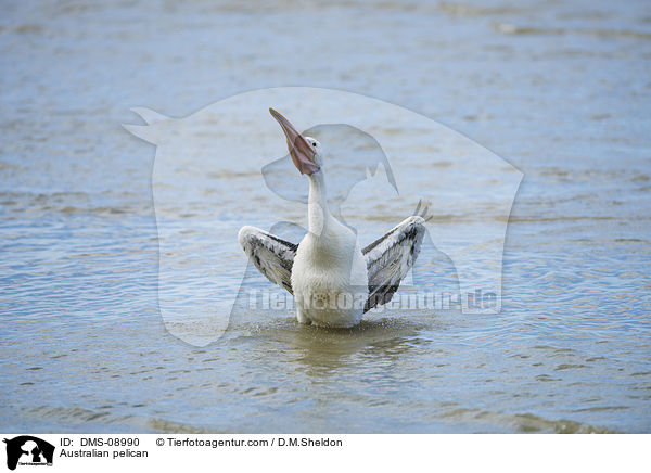 Australian pelican / DMS-08990