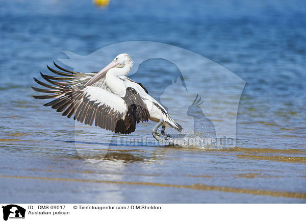 Australian pelican / DMS-09017