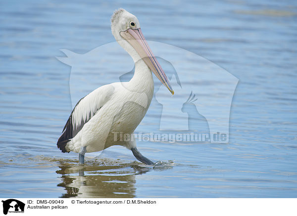 Australian pelican / DMS-09049