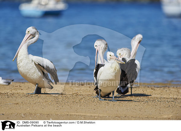 Brillenpelikane am Strand / Australian Pelicans at the beach / DMS-09090