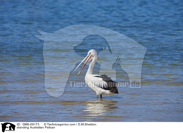 stehender Brillenpelikan / standing Australian Pelican / DMS-09173