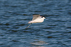 pied avocet