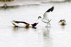 pied avocet