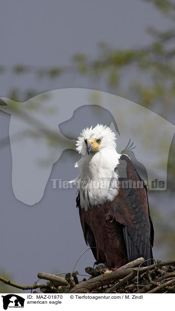 american eagle / MAZ-01870
