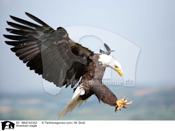 American eagle / MAZ-02352