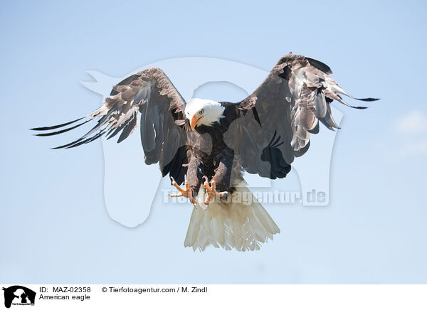American eagle / MAZ-02358