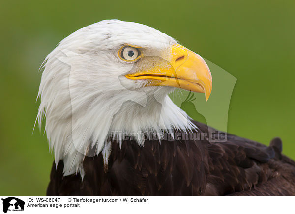 American eagle portrait / WS-06047