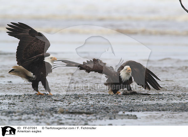 American eagles / FF-07091