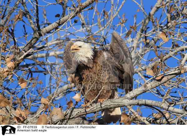 American bald eagle / FF-07639