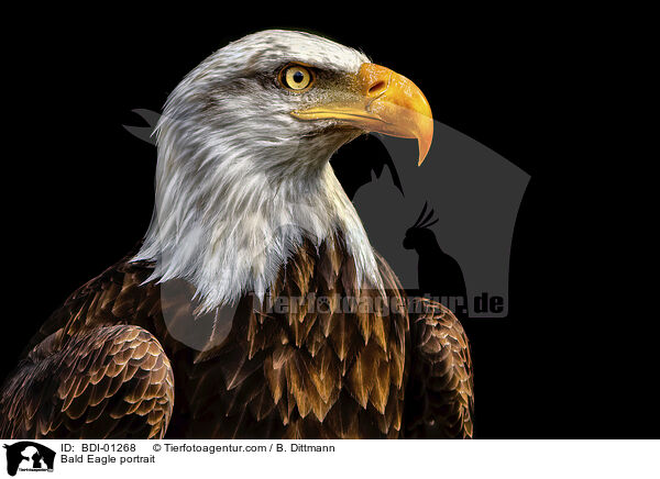 Bald Eagle portrait / BDI-01268