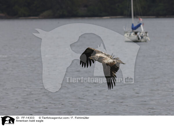 Weikopfseeadler / American bald eagle / FF-14303