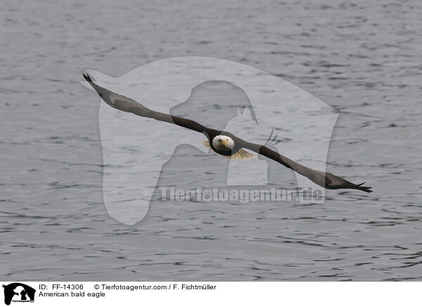 Weikopfseeadler / American bald eagle / FF-14306