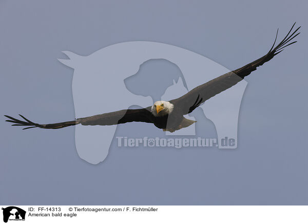 Weikopfseeadler / American bald eagle / FF-14313