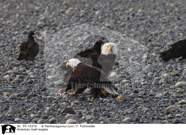 Weikopfseeadler / American bald eagles / FF-14315