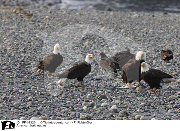 Weikopfseeadler / American bald eagles / FF-14320