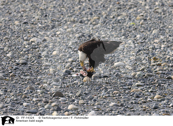 Weikopfseeadler / American bald eagle / FF-14324