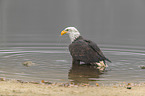 Bald eagle at the river