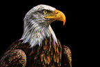 Bald Eagle portrait