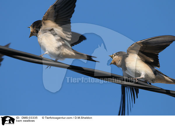 barn swallows / DMS-03335