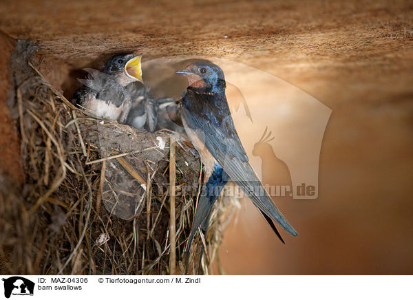 barn swallows / MAZ-04306