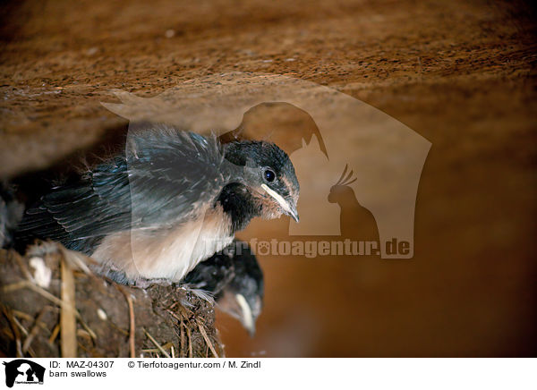 barn swallows / MAZ-04307
