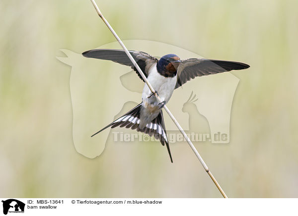 barn swallow / MBS-13641