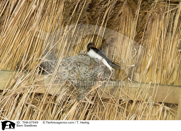 Barn Swallows / THA-07549