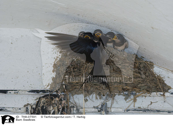 Barn Swallows / THA-07591
