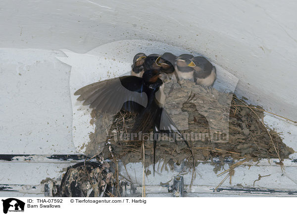 Barn Swallows / THA-07592