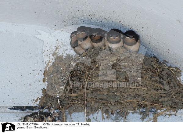 young Barn Swallows / THA-07594