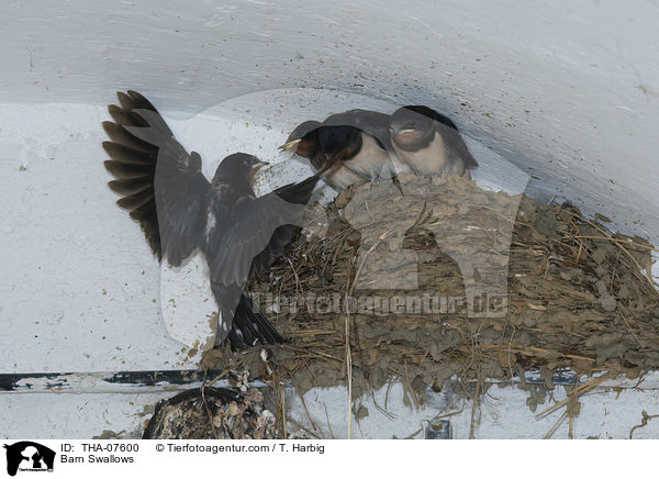 Barn Swallows / THA-07600