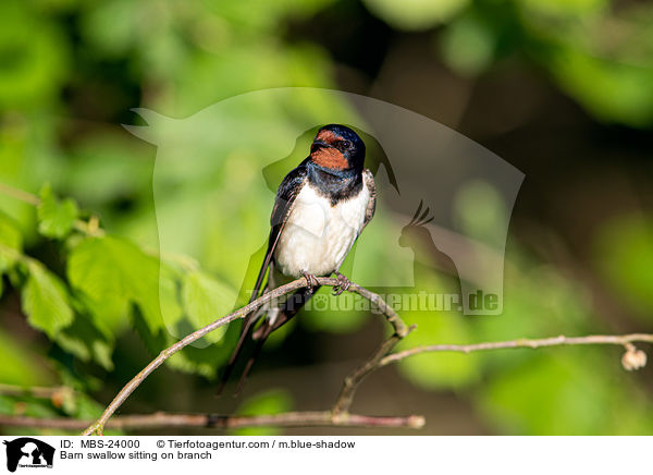 Barn swallow sitting on branch / MBS-24000