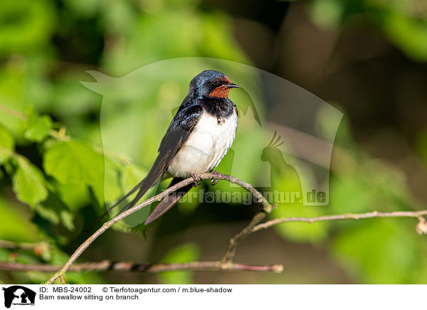 Barn swallow sitting on branch / MBS-24002