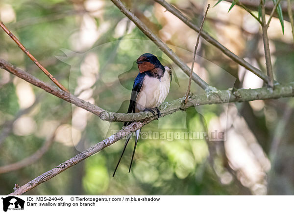 Barn swallow sitting on branch / MBS-24046