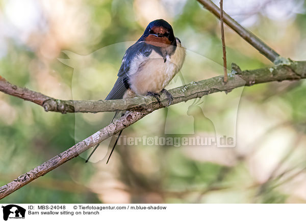 Barn swallow sitting on branch / MBS-24048